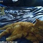 Santos Lynch Profile Picture