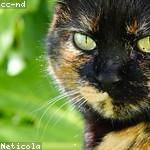 Ofelia King Profile Picture