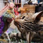 Elenor Koepp Profile Picture