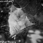 Antonetta Homenick Profile Picture