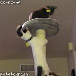 Harrison Abshire Profile Picture