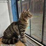 Ulises Strosin Profile Picture