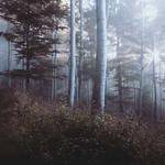 Alexandre Stokes Profile Picture