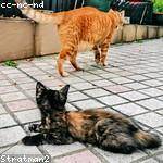 Bartholome Sporer Profile Picture