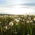 Sterling Schmitt Profile Picture