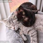 Lexus Dach Profile Picture