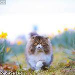 Ila Dibbert Profile Picture