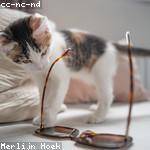 Carmella Little Profile Picture