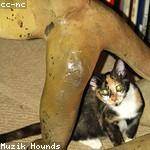 Lou Sauer Profile Picture