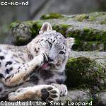 Bessie Champlin Profile Picture